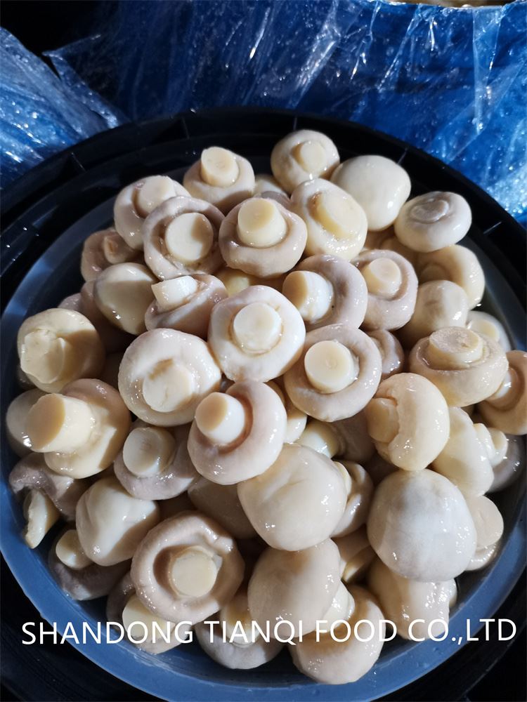 Factory white mushroom in drums Factory white mushroom in drums