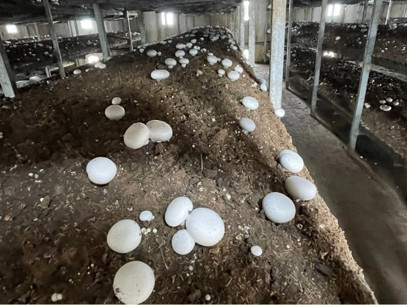 fresh white mushroom preserved in salty water fresh white mushroom preserved in salty water
