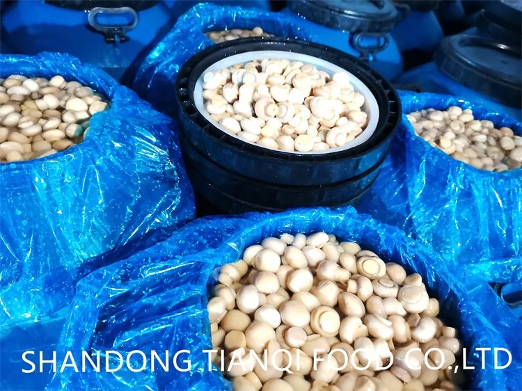 Salty white mushroom preserved in plastic drums Salty white mushroom preserved in plastic drums