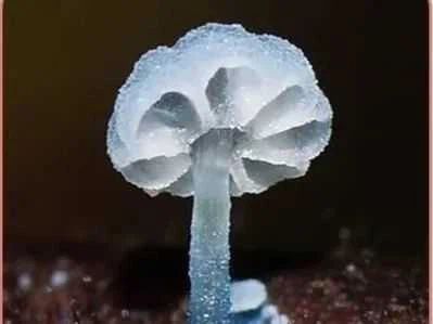 mushroom in vinegar in drums mushroom in vinegar in drums