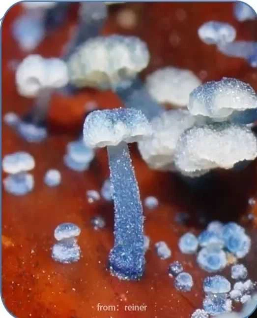 Mushroom in SO2 in drums Mushroom in SO2 in drums