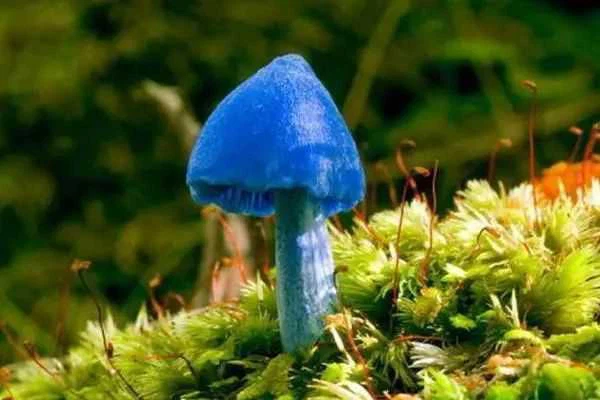 champignon mushroom in brine in drums champignon mushroom in brine in drums