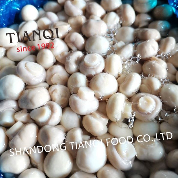 New Crop White Button Mushroom in Vinegar in Drums